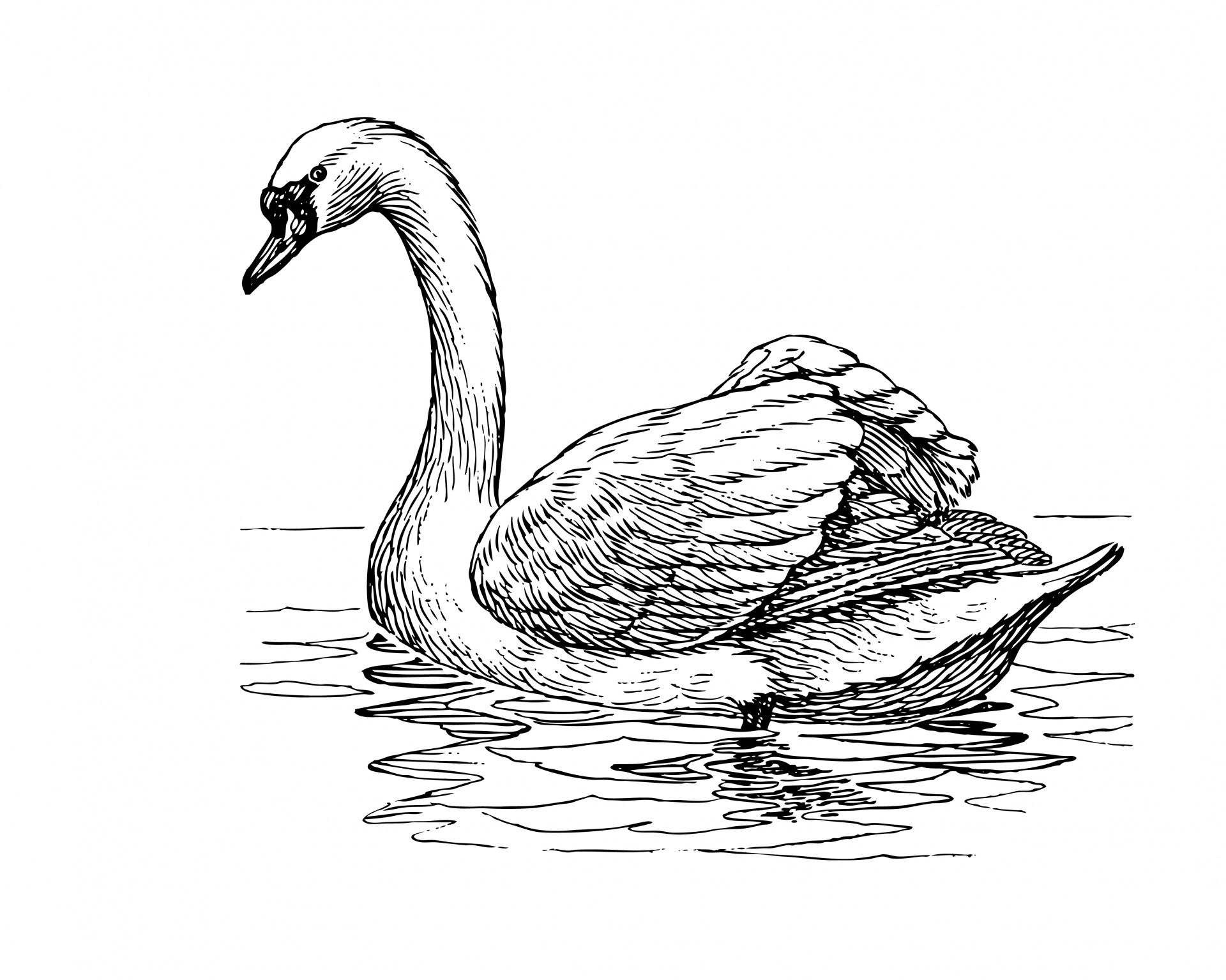 Swan clipart illustration.
