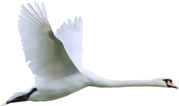 swan clipart flying