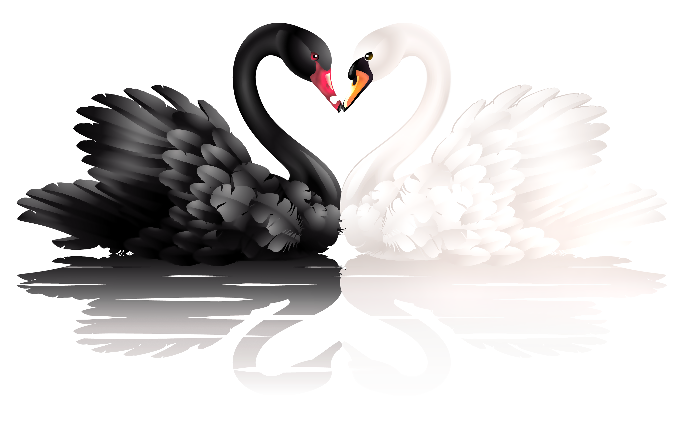Black swan Heart Clip art