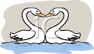 Pair swans kissing.
