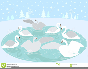 Seven swans swimming.