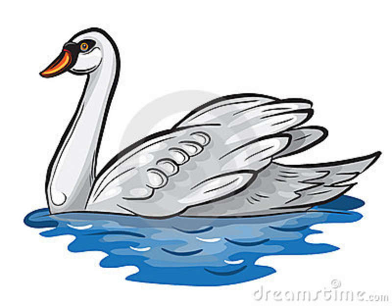 White swan swimming.