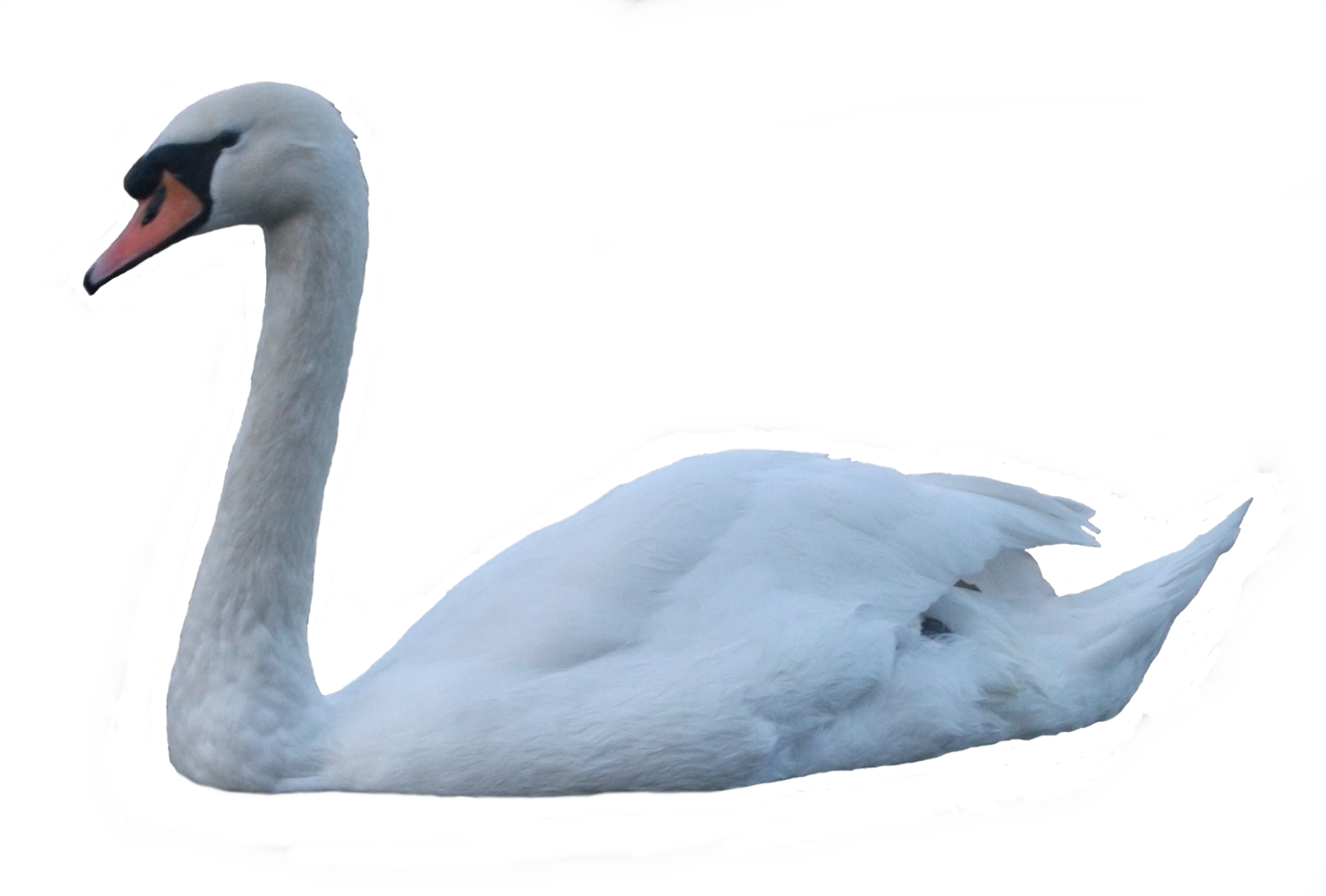 Swan png images.
