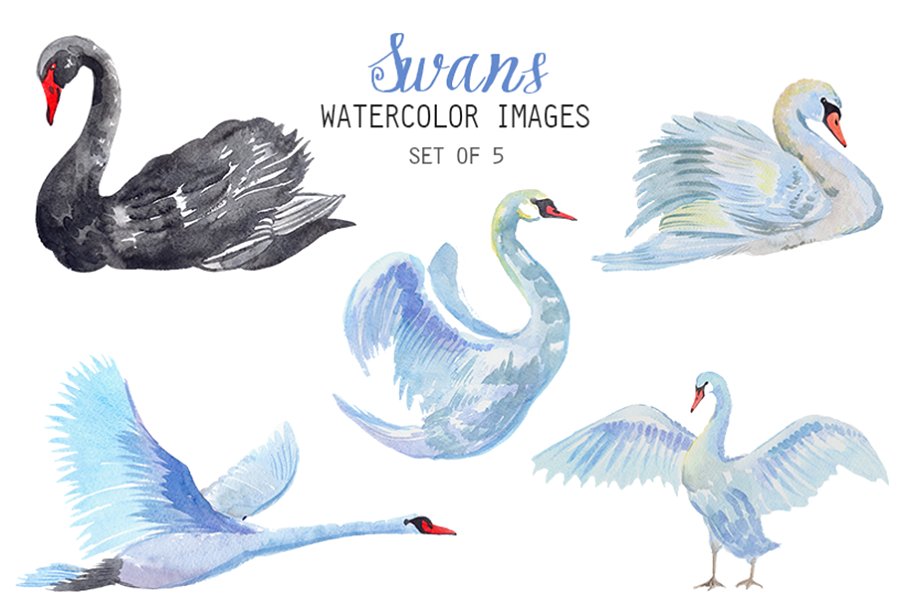 Watercolor Swans Clipart