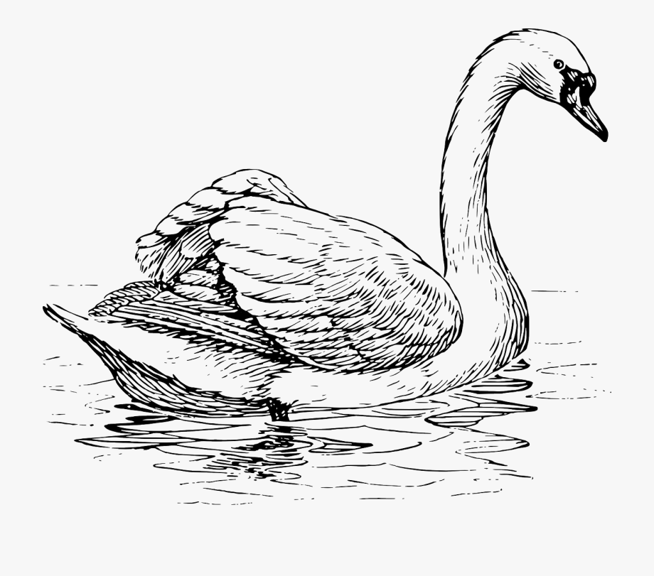 Bird drawing swan.