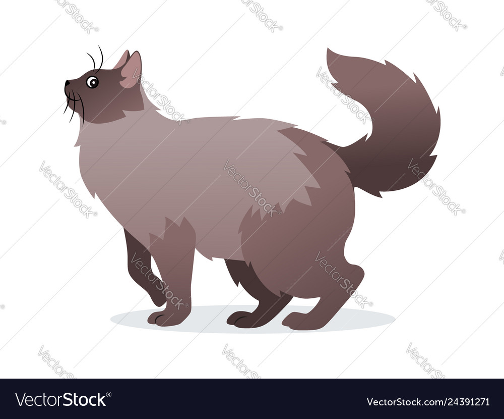 Longhaired cat with.