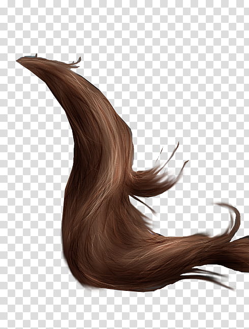 Horse Tail , brown hair transparent background PNG clipart