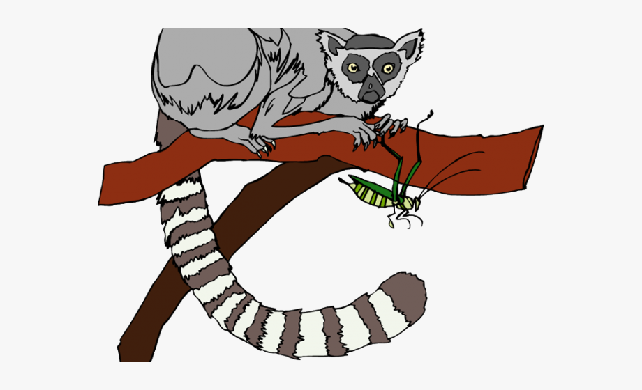 Lemur Clipart Tail