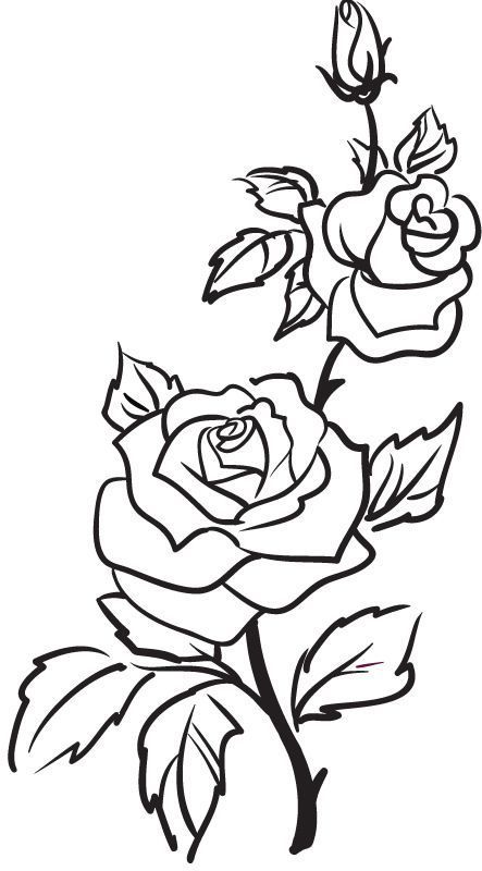 Rose outline rose.