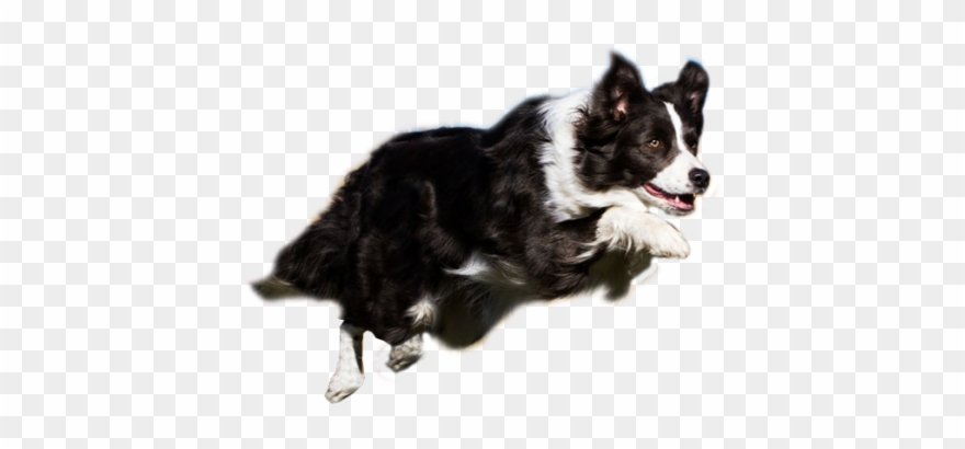 Agility Resources Thats My Super Dog Png Library Stock