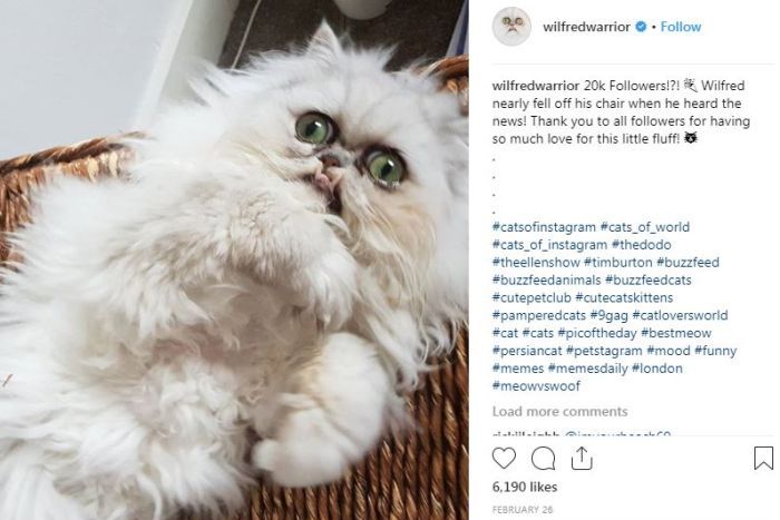 Behind the fluffy faces of Instagram cat and dog fame, vets