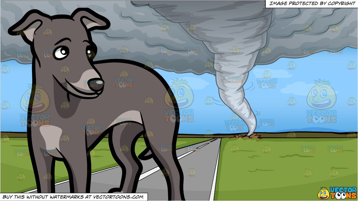 A Charming Young Greyhound Dog and A Tornado Background