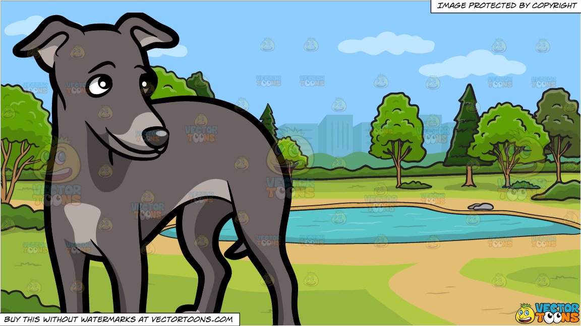 A Charming Young Greyhound Dog and A Small Pond In The Park Background