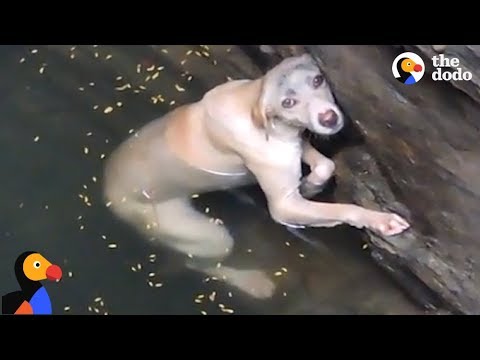 Drowning dog stuck.