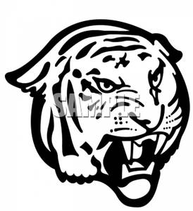 Angry Black and White Tiger