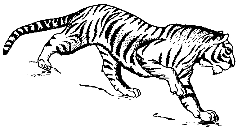Free tiger clipart.
