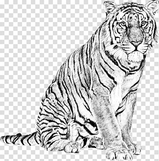 Tiger Drawing s, white and black tiger illustration