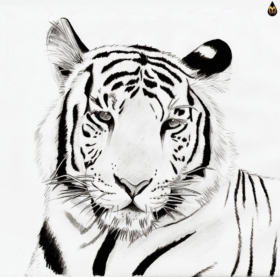 Tiger black and white cute tiger clipart black and white