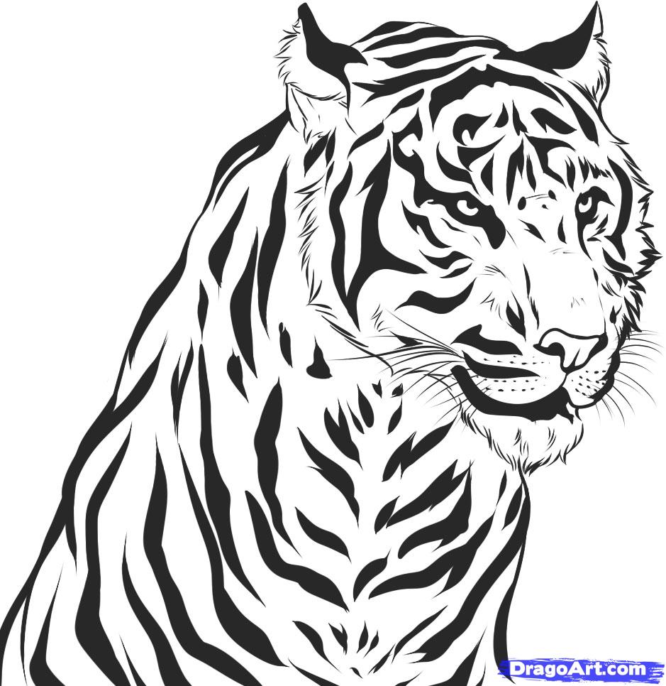 Black And White Tiger Drawing at PaintingValley