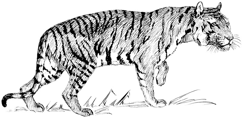 Tiger Clipart Black And White