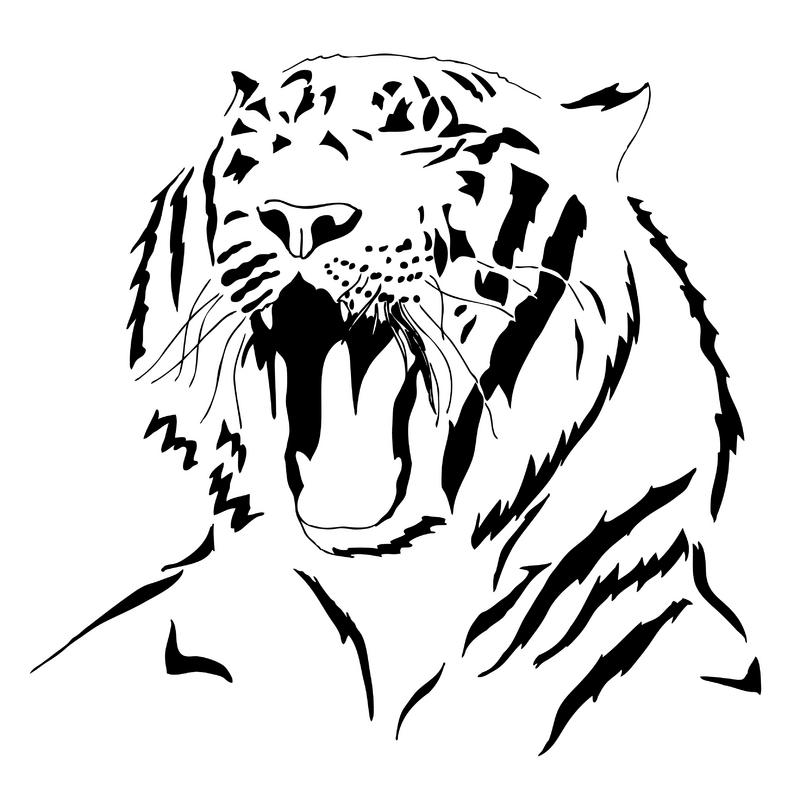 White Tiger Roar Drawing Images Pictures