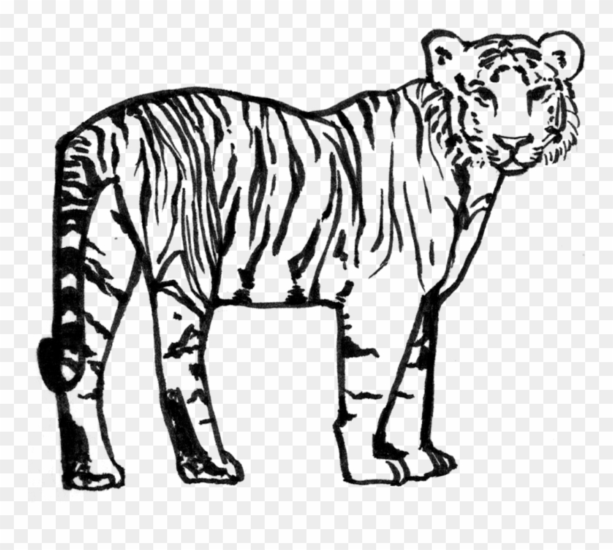 tiger clipart black and white siberian