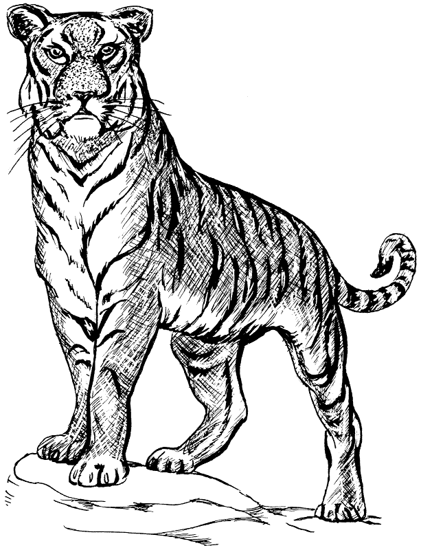 Free Siberian Tiger Clipart,