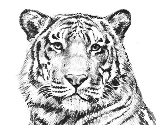 Tiger black and white white tiger cliparts and others art
