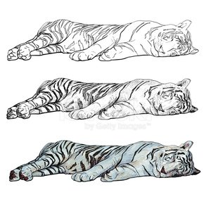 Sleeping white tiger Clipart Image