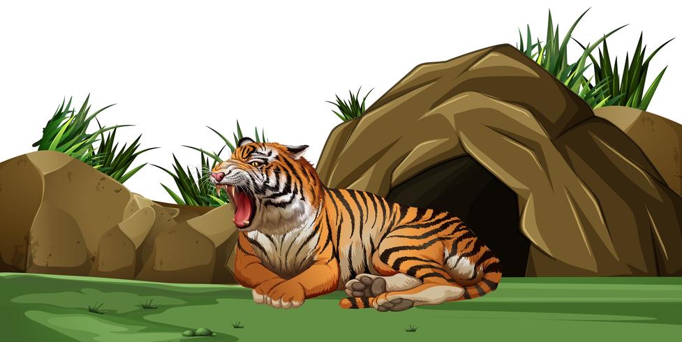 Tiger sleeping in front of the cave