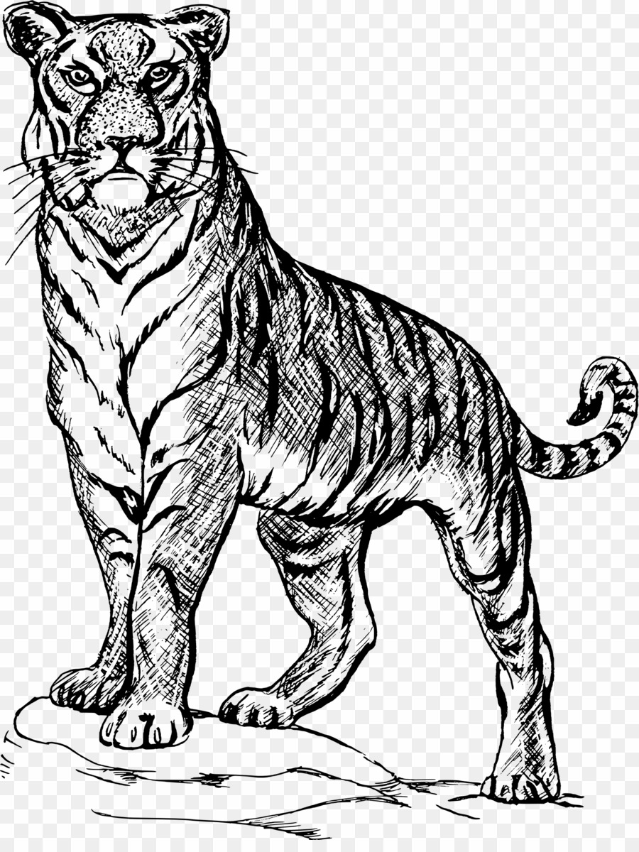 Tiger Drawing PNG Drawing White Tiger Clipart download