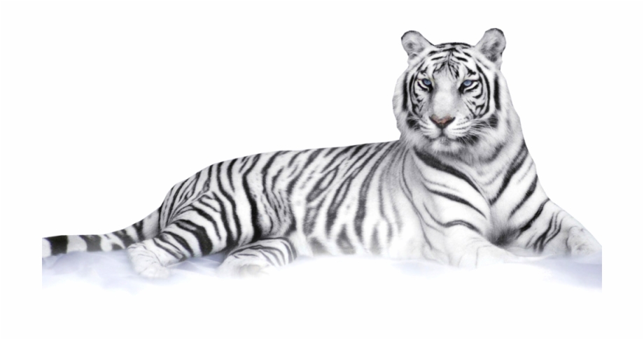 tiger clipart black and white transparent background