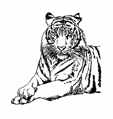 Tiger black and white tigers clipart and stock vector by