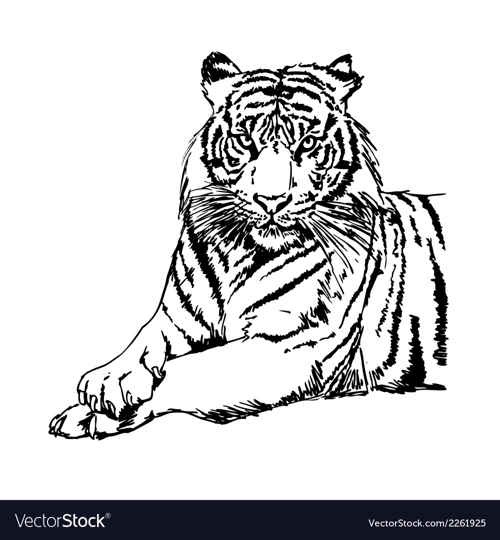 Tigers clipart and.