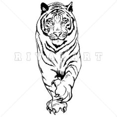 Best tiger clip.