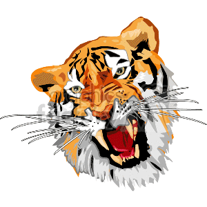 Roaring tiger with snarling sharp teeth clipart