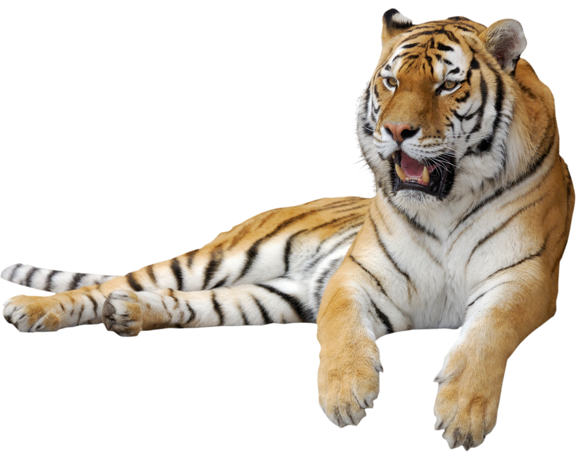tiger clipart sitting