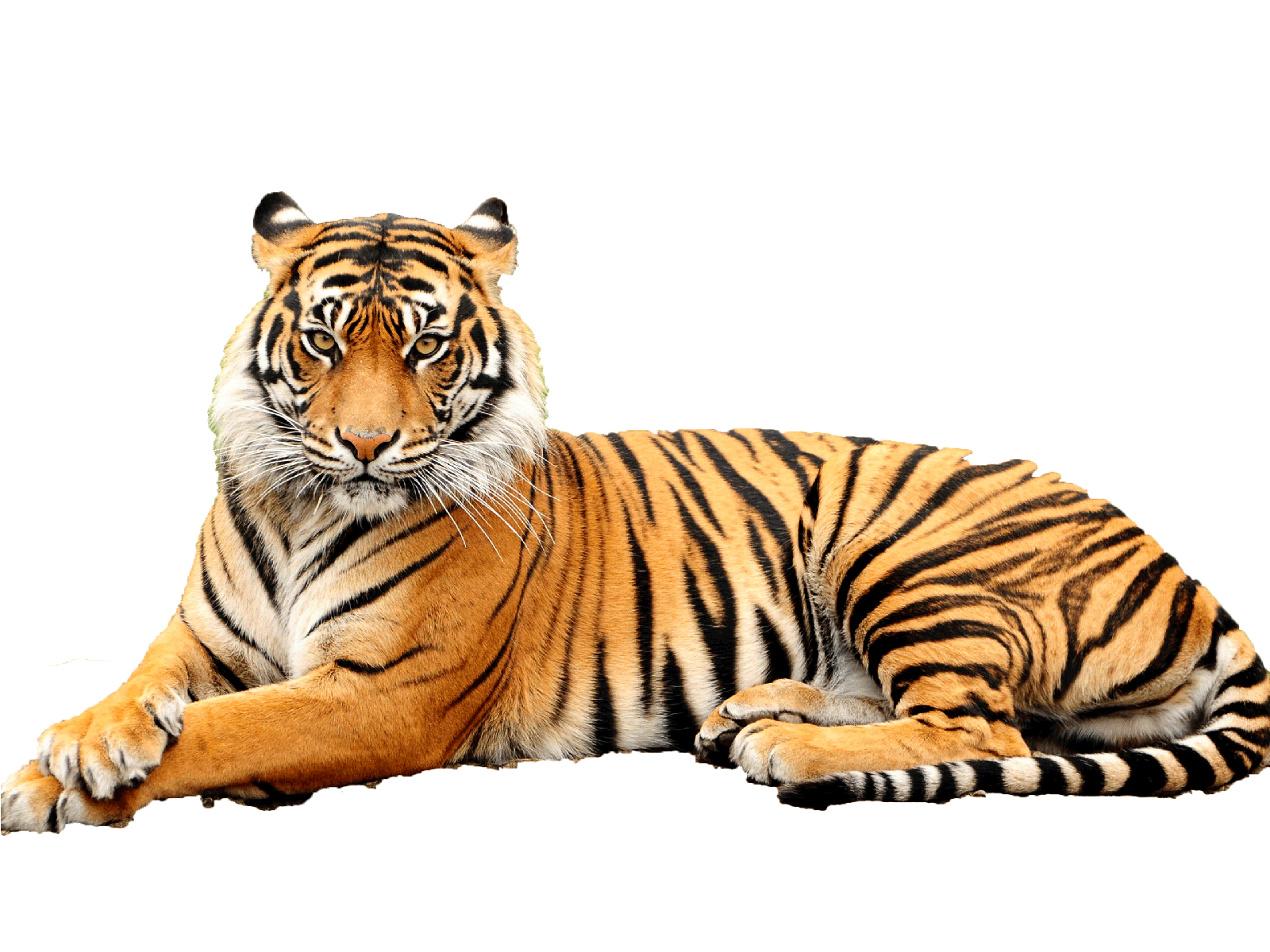 Tiger png images.