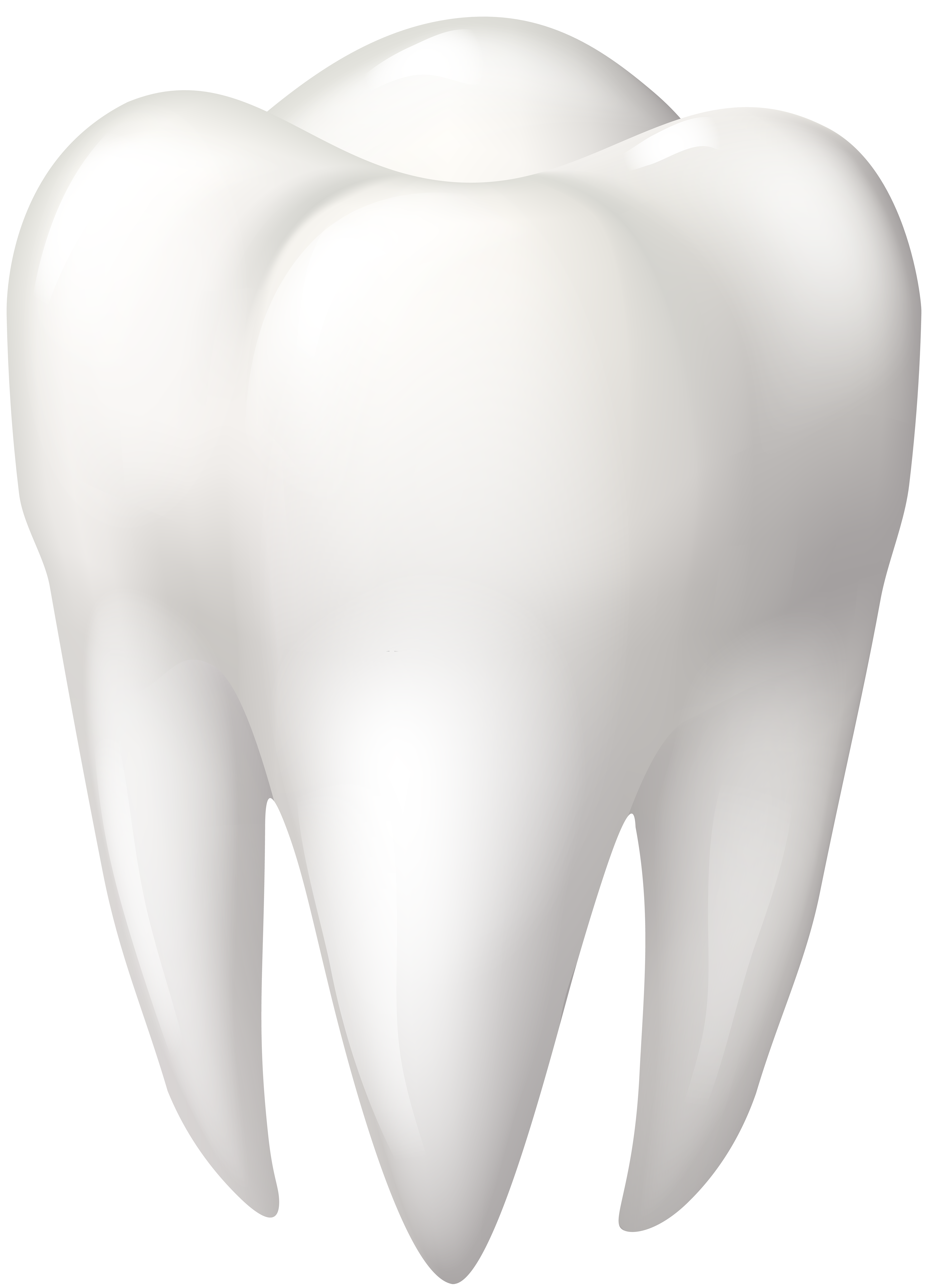 Tooth molar png. 