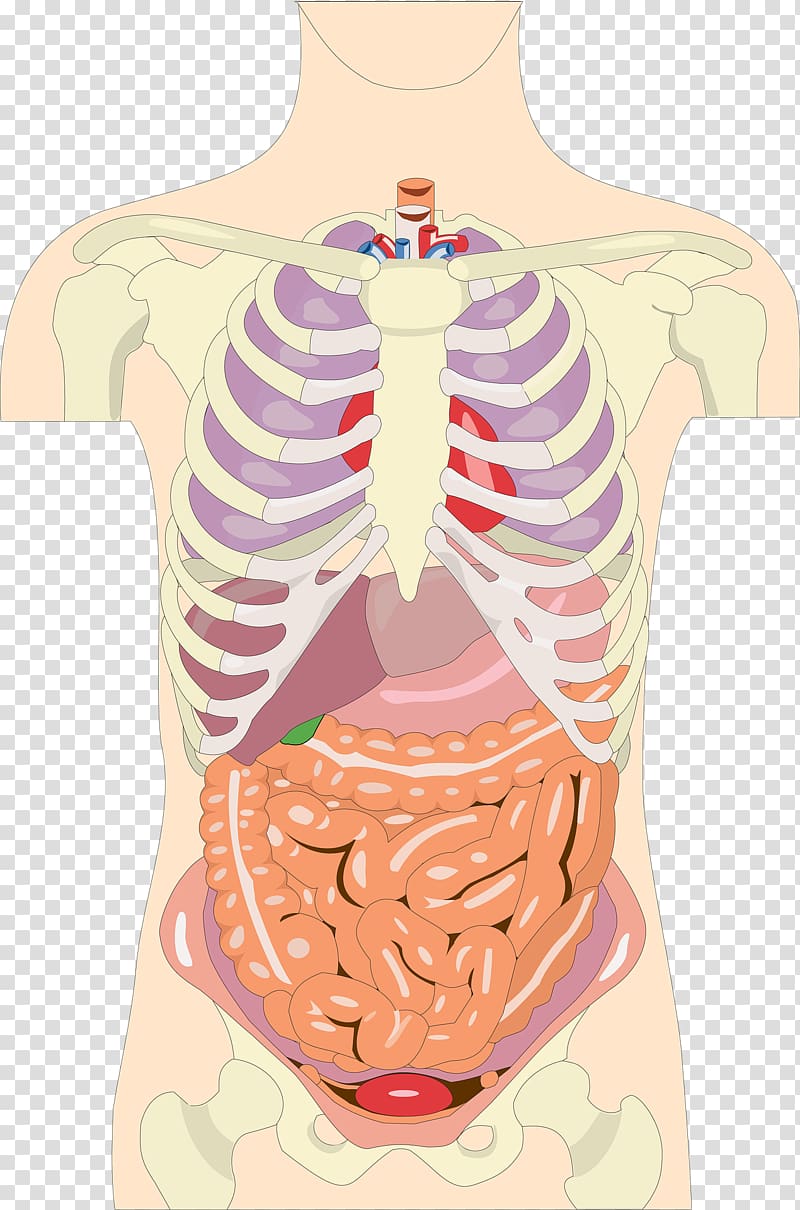 Organ human body.