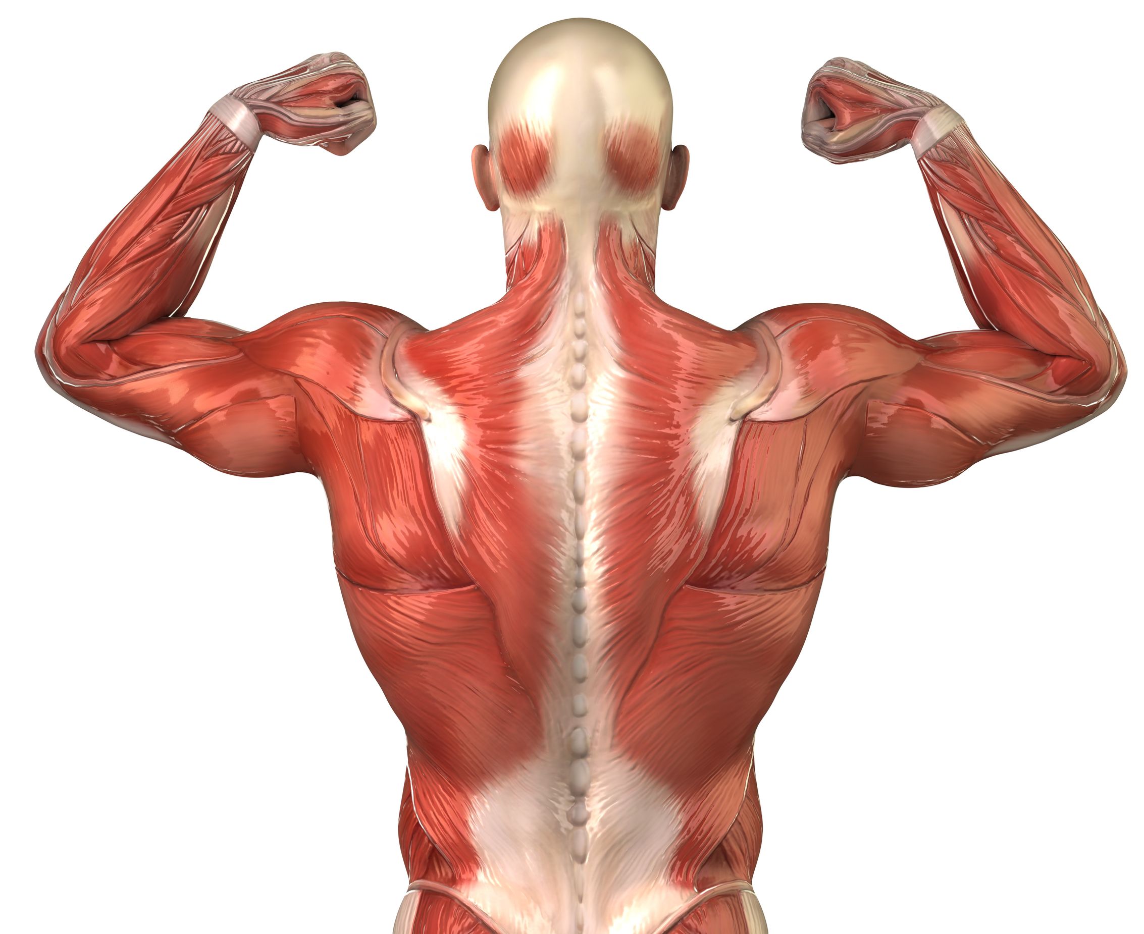 Back Muscle Clipart