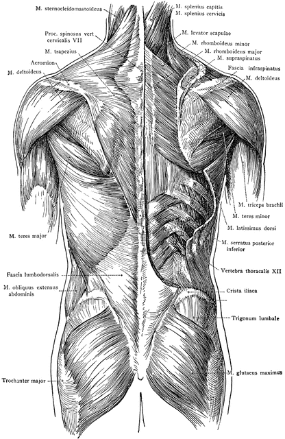 Posterior view the.