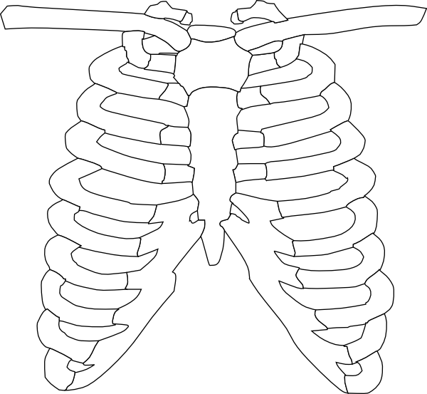 Skeleton clipart torso.