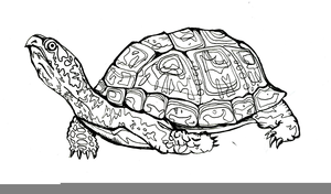 Tortoise Clipart Black And White
