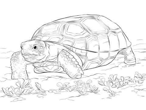Realistic gopher tortoise.