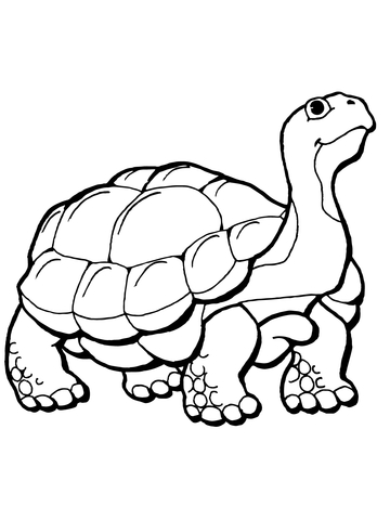 Tortoise coloring page.