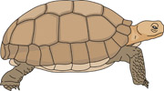 tortoise clipart desert