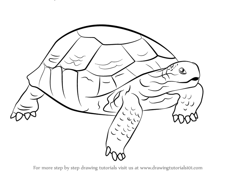 Learn How to Draw a Desert Tortoise