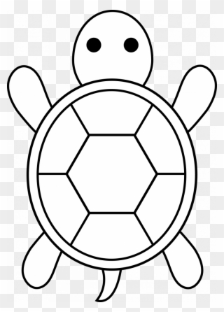 Tortoise Shell Drawing