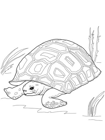 Gopher tortoise coloring.